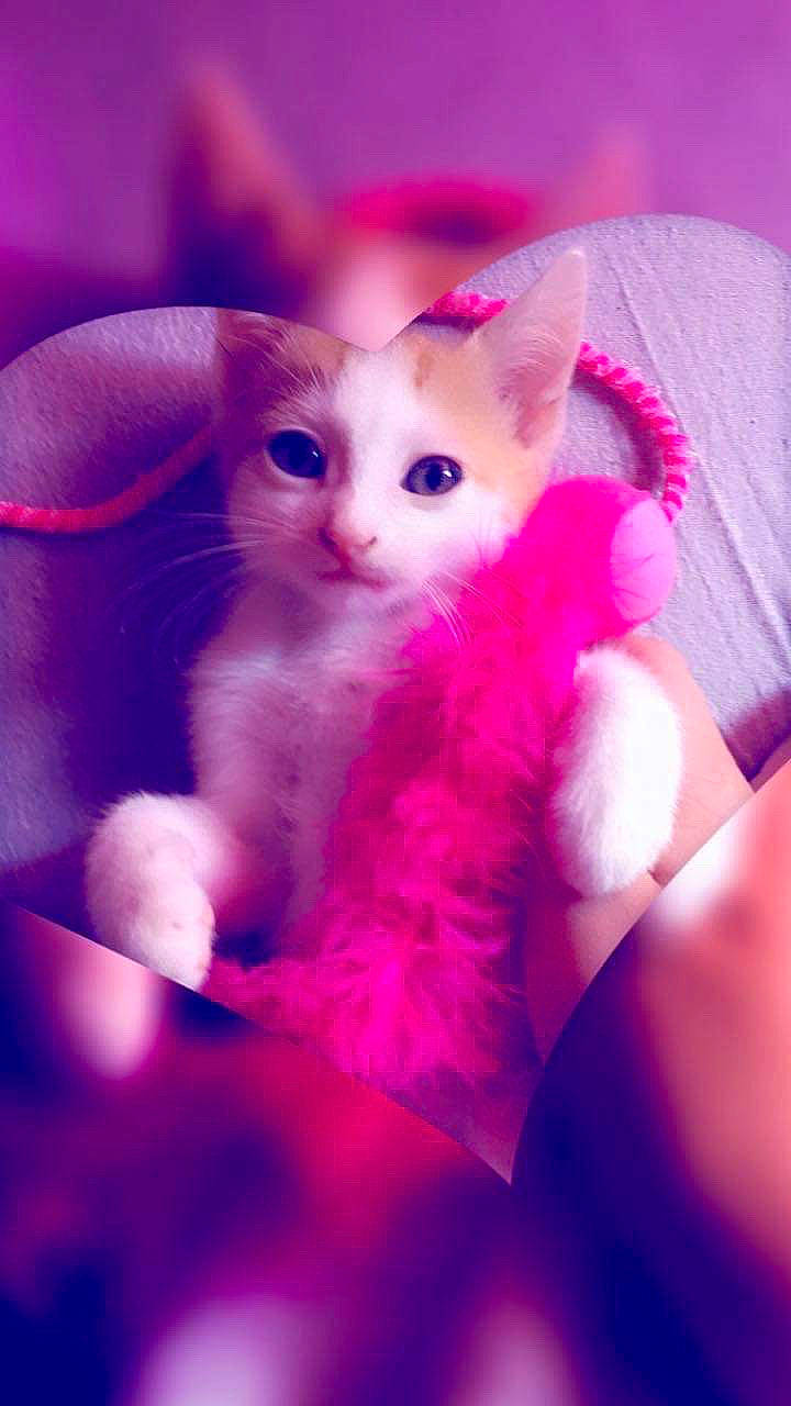 Bébé Chat a rejoint le concours — aidez-le/la à gagner de superbes lots ! carnivore, cat, colorpoint_shorthair, felidae, fur, khao_manee, kitten, mammal, pink, ragdoll, small_to_medium_sized_cats, tail, turkish_angora, turkish_van, whiskers