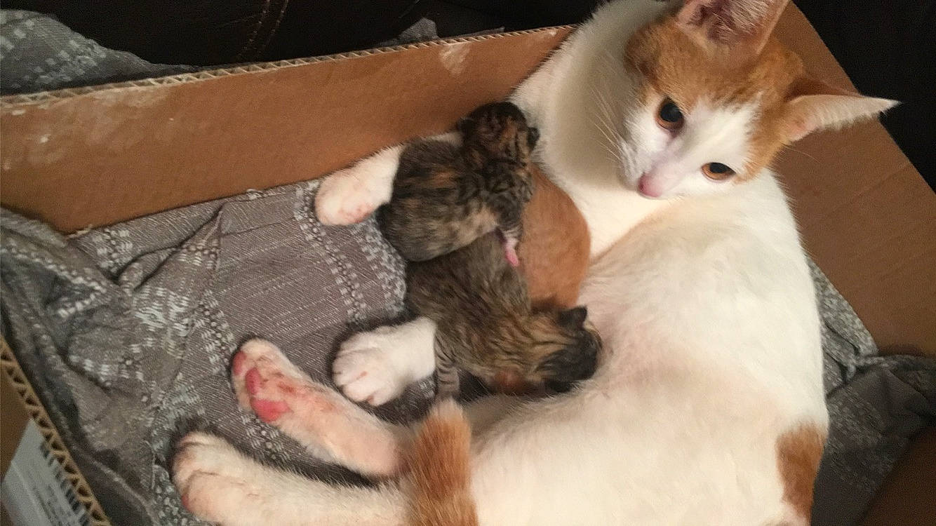 Bébé Chat a rejoint le concours — aidez-le/la à gagner de superbes lots ! aegean_cat, asian, carnivore, cat, domestic_short_haired_cat, european_shorthair, fawn, felidae, german_rex, javanese, kitten, mammal, oriental_longhair, paw, polydactyl_cat, small_to_medium_sized_cats, tail, turkish_van, vertebrate, whiskers