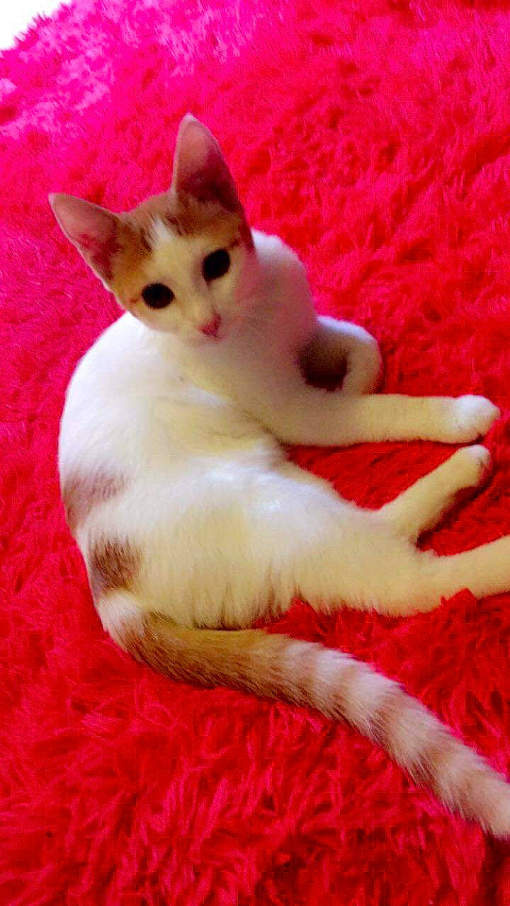 Bébé Chat a rejoint le concours — aidez-le/la à gagner de superbes lots ! aegean_cat, american_wirehair, asian, carnivore, cat, colorpoint_shorthair, domestic_short_haired_cat, fawn, felidae, fur, kitten, mammal, paw, polydactyl_cat, small_to_medium_sized_cats, tail, turkish_angora, turkish_van, whiskers