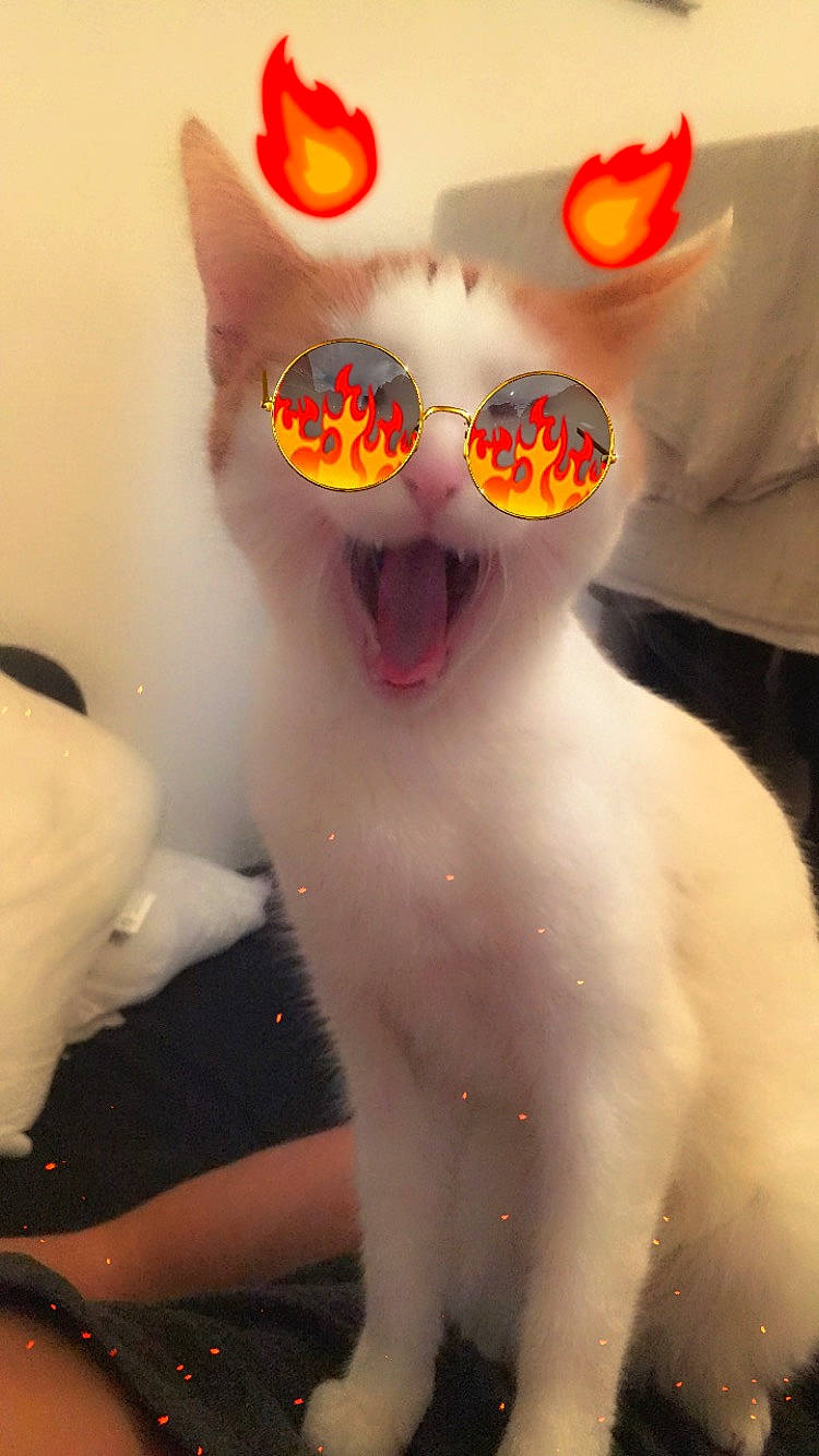 Bébé Chat a rejoint le concours — aidez-le/la à gagner de superbes lots ! cat, eyewear, glasses, nose, sunglasses, vision_care, whiskers