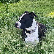 Izzy joined the competition — help win amazing prizes! dog, black_and_white, collar, grass, wildflowers, outdoor, nature, animal, pet, field, greenery, flora, canine, sitting, alert, summer, daylight, plant, quiet, peaceful