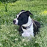 dog, black_and_white, collar, grass, wildflowers, outdoor, nature, animal, pet, field, greenery, flora, canine, sitting, alert, summer, daylight, plant, quiet, peaceful