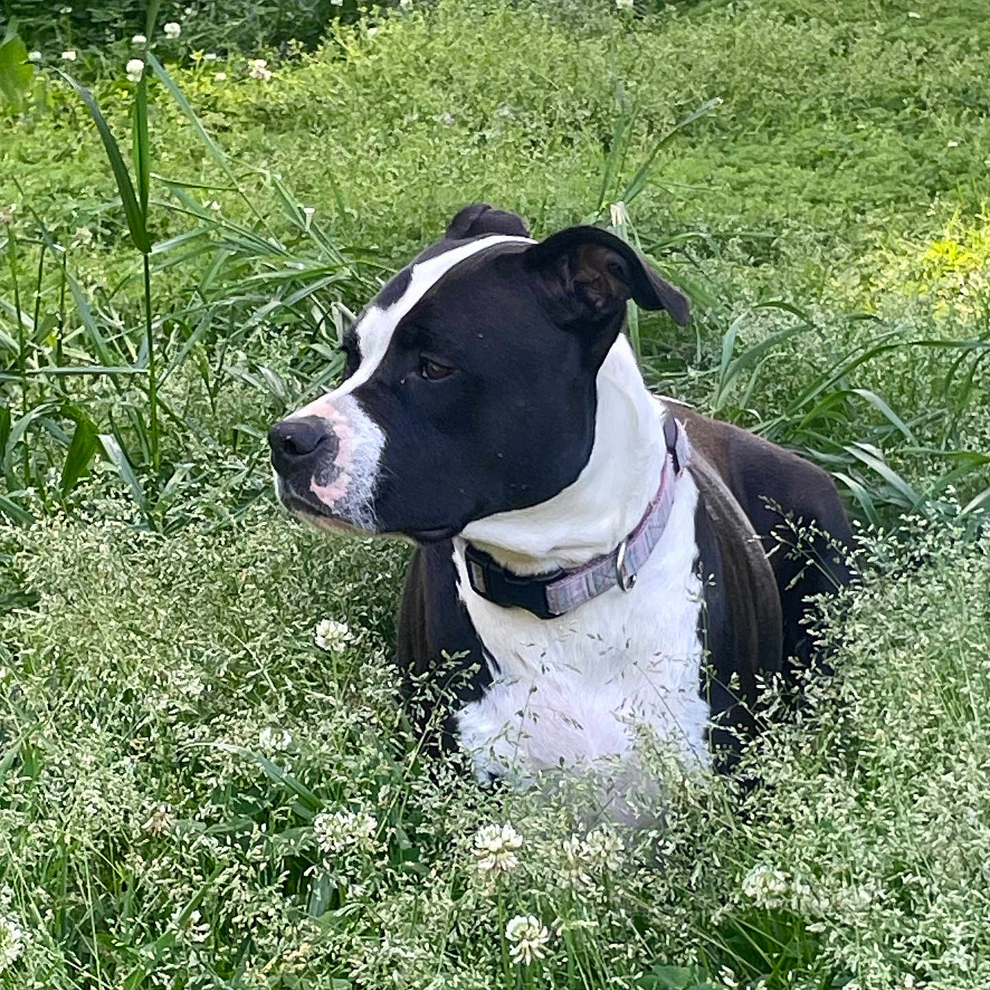 Izzy joined the competition — help win amazing prizes! dog, black_and_white, collar, grass, wildflowers, outdoor, nature, animal, pet, field, greenery, flora, canine, sitting, alert, summer, daylight, plant, quiet, peaceful