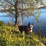 Tank is registered to the contest to win money with this photo: dog, animal, outdoor, lake, water, tree, wildflowers, grass, nature, sunlight, daytime, collar, pet, canine, greenery, blue_sky, shrubbery, scenic, spring, alert