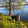 dog, animal, outdoor, lake, water, tree, wildflowers, grass, nature, sunlight, daytime, collar, pet, canine, greenery, blue_sky, shrubbery, scenic, spring, alert