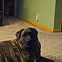 Ellie Mae is registered to the contest to win money with this photo: animal, baseboard, black, brindle, brown, canine, carpet, dog, domestic_animal, furniture, home, indoor, large_dog, lying_down, mammal, pet, quiet, relaxed, resting, wall