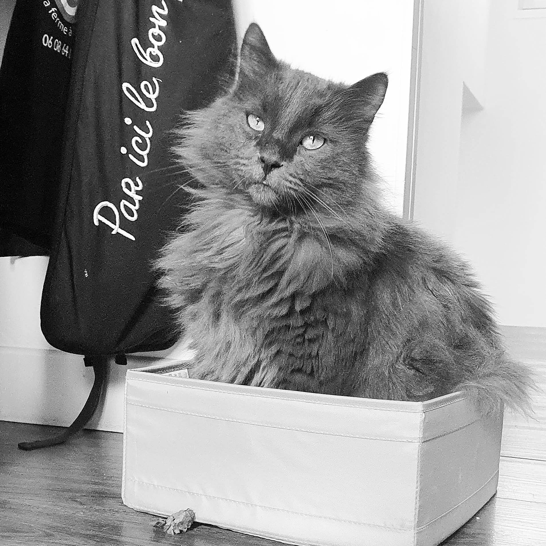 Grochat participe au concours pour gagner de l'argent avec cette photo : black, black_and_white, black_cat, box, carnivore, cat, comfort, domestic_short_haired_cat, felidae, font, fur, grey, monochrome, monochrome_photography, small_to_medium_sized_cats, snout, style, tail, whiskers, white