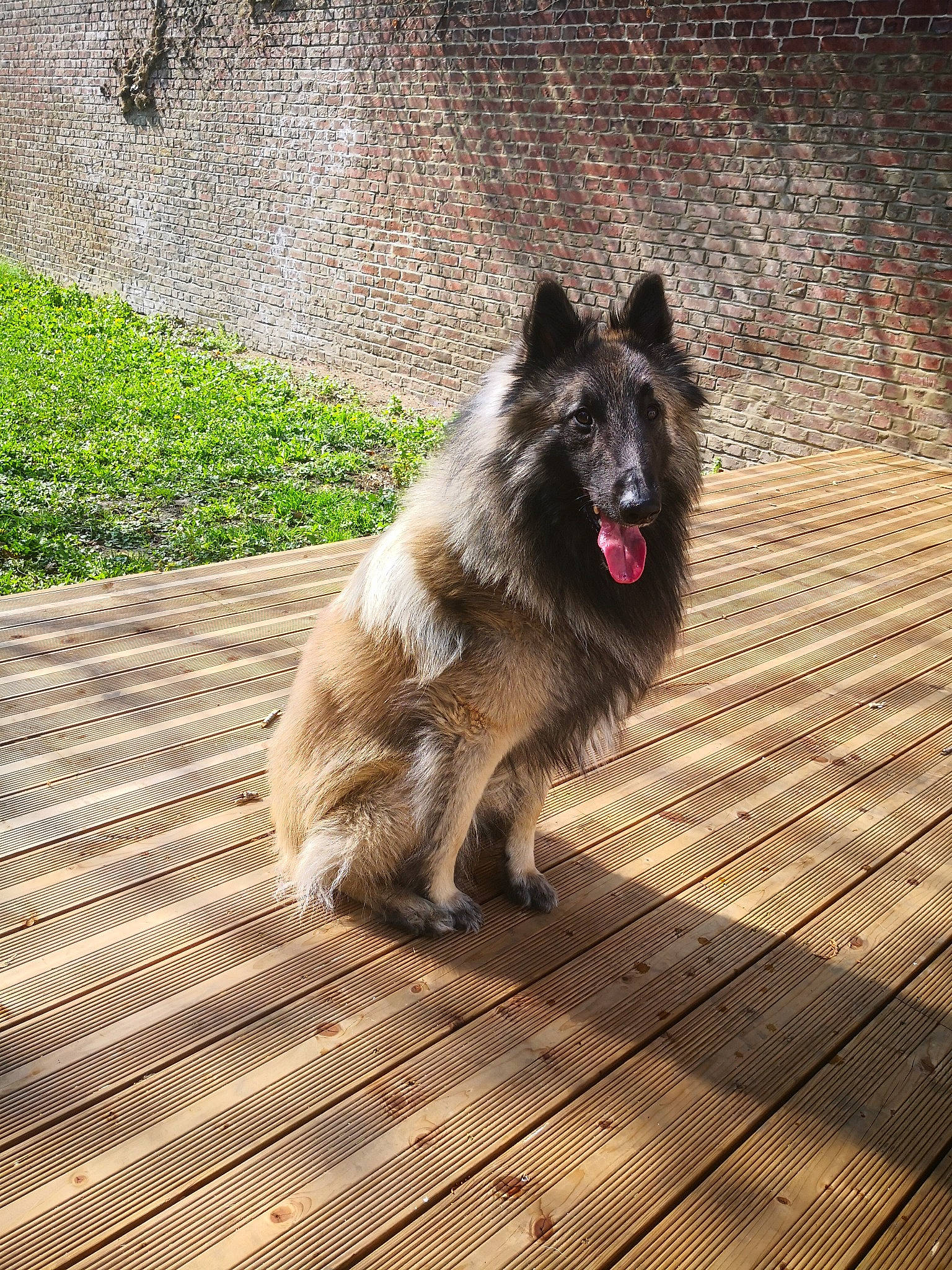 Duke participe au concours pour gagner de l'argent avec cette photo : canidae, carnivore, companion_dog, dog, dog_breed, dog_supply, fawn, flooring, fur, grass, hardwood, non_sporting_group, plant, road_surface, snout, sporting_group, tail, wood, working_animal, working_dog