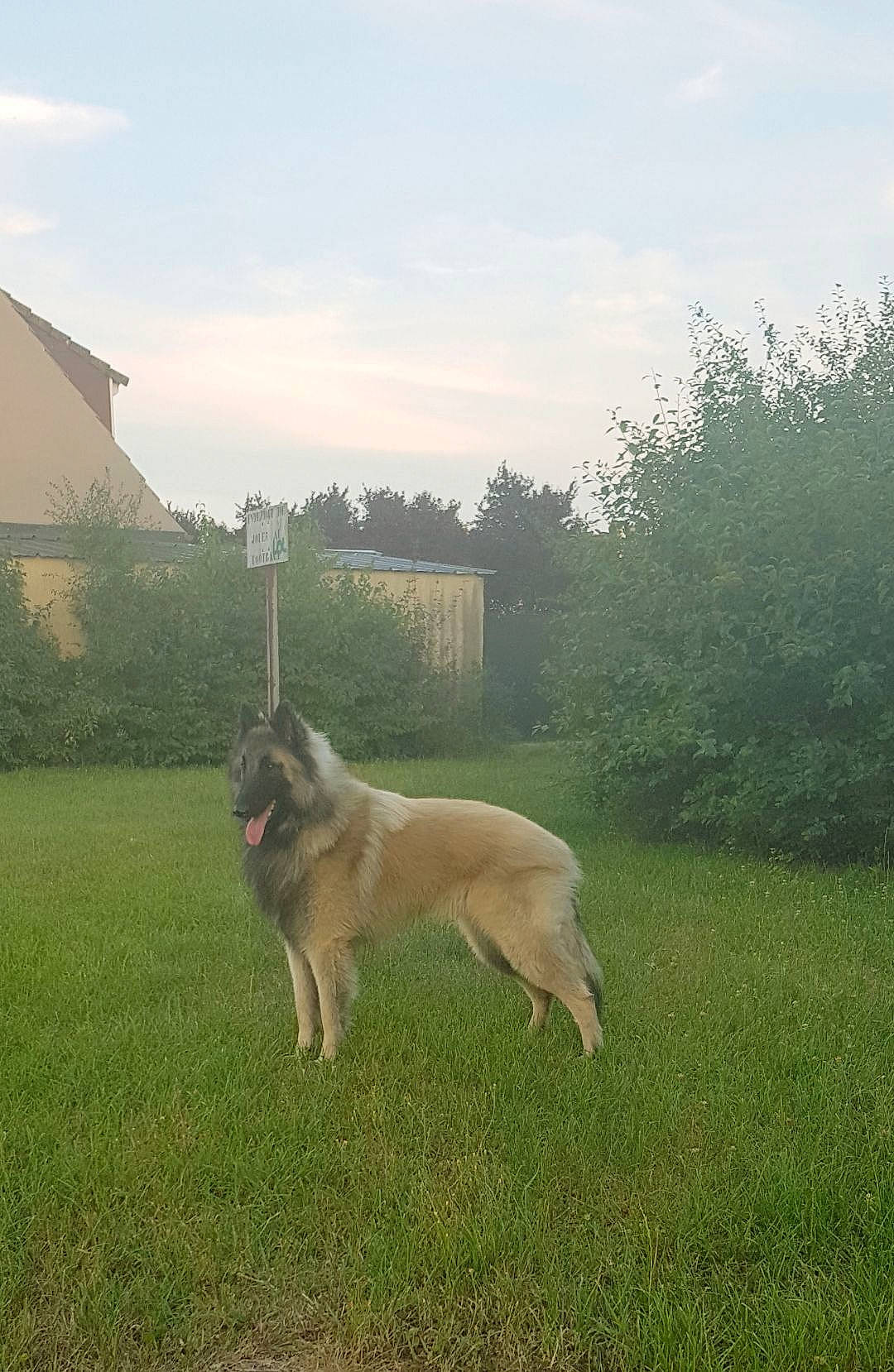 Duke participe au concours pour gagner de l'argent avec cette photo : canidae, carnivore, cloud, companion_dog, dog, dog_breed, fawn, fence, grass, grassland, landscape, non_sporting_group, pasture, plant, sky, sporting_group, tail, tree, working_dog, yard