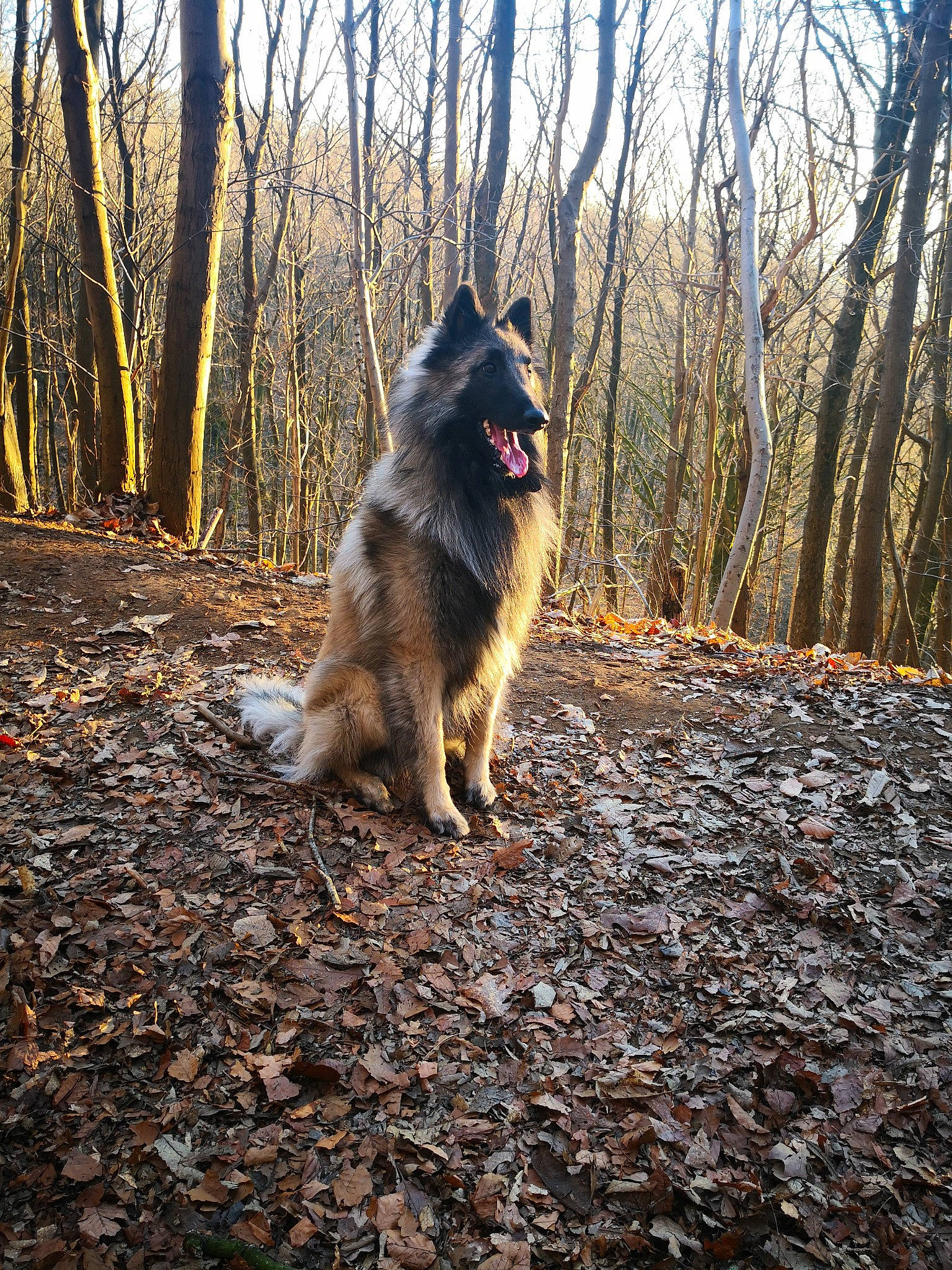 Duke a rejoint le concours — aidez-le/la à gagner de superbes lots ! canidae, canis, carnivore, companion_dog, dog, dog_breed, fawn, fur, german_spitz_mittel, grass, plant, road_surface, sky, snout, spitz, sporting_group, sunlight, tail, tree, wood