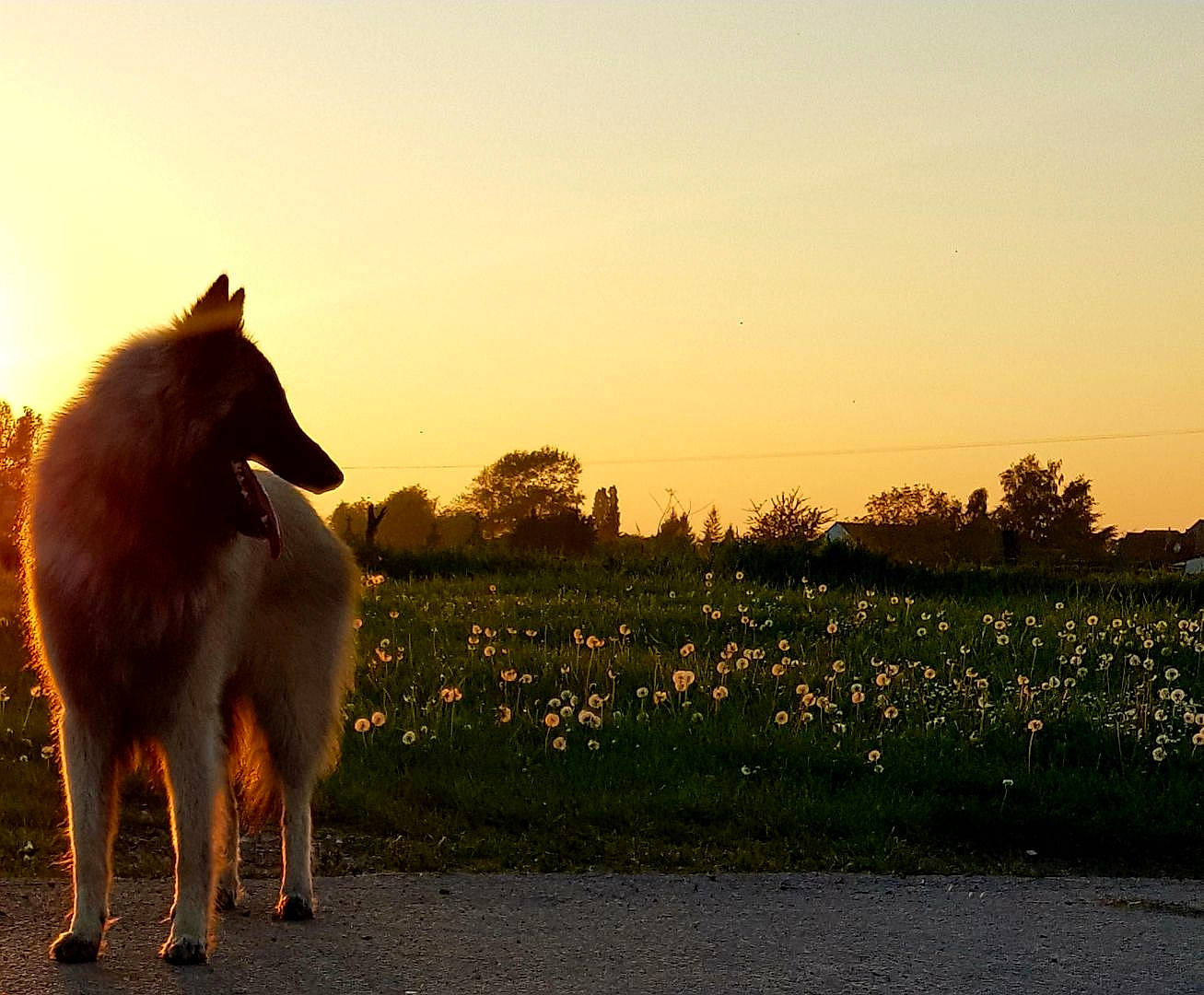 Duke a rejoint le concours — aidez-le/la à gagner de superbes lots ! carnivore, companion_dog, dog, dog_breed, dusk, fawn, flower, grass, grassland, happy, herding_dog, horizon, landscape, people_in_nature, plant, sky, sporting_group, sunset, tail, tree