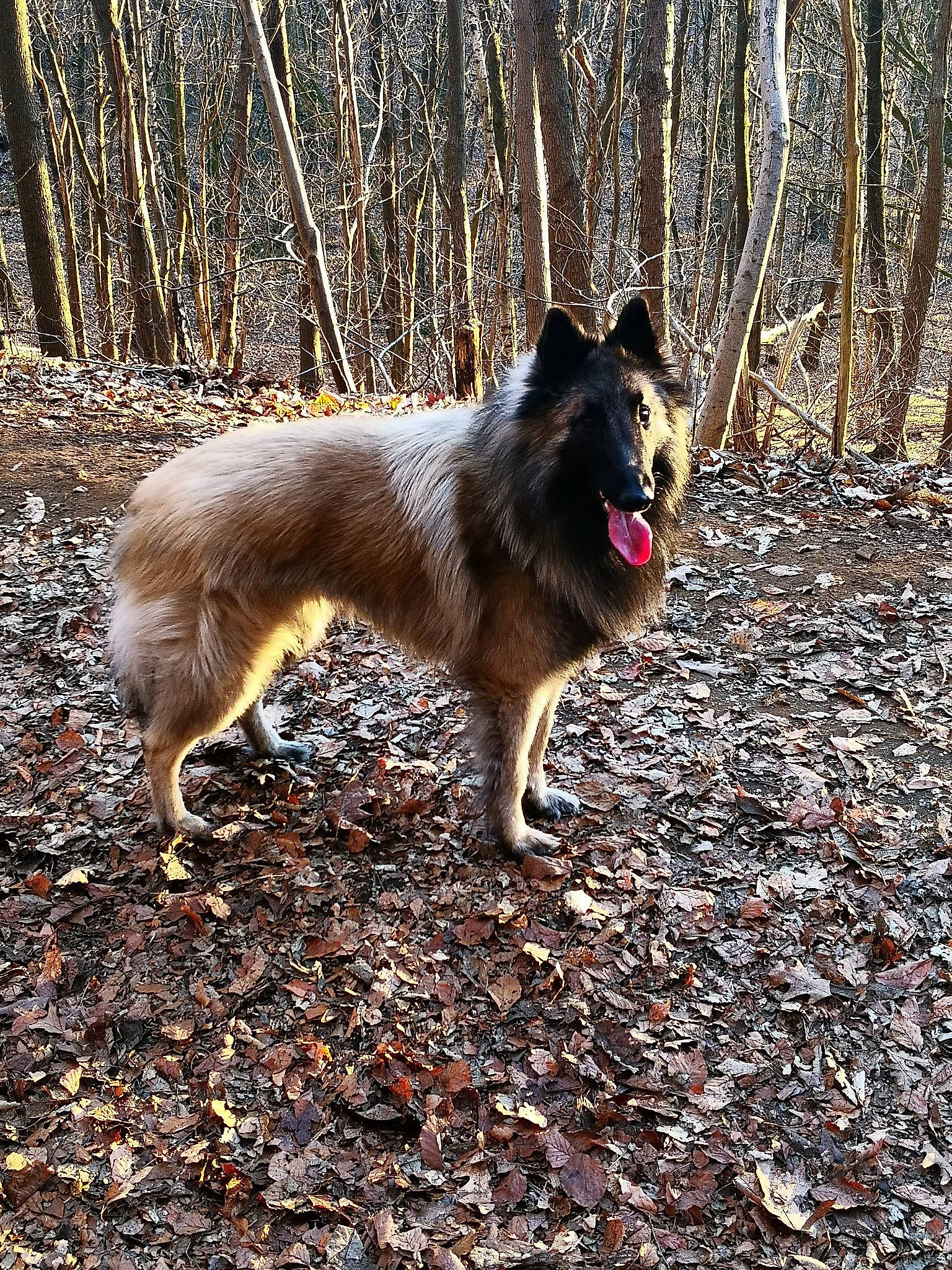 Duke a rejoint le concours — aidez-le/la à gagner de superbes lots ! canidae, canis, carnivore, companion_dog, dog, dog_breed, fawn, forest, snout, soil, sporting_group, tail, terrestrial_animal, tree, wildlife, woodland, working_animal, working_dog