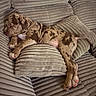 Drogo a rejoint le concours — aidez-le/la à gagner de superbes lots ! animal, brown_spots, comfort, couch, cozy, dog, fur, home, indoor, nap, paw, pet, pillows, puppy, relaxation, resting, sleeping, soft_texture, tail, young_dog