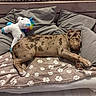 Drogo a rejoint le concours — aidez-le/la à gagner de superbes lots ! animal, bed, blanket, brown_spotted, cozy, cute, dog, floor, indoor, laying_down, pet, pillow, plush_toy, puppy, resting, sleeping, soft, stuffed_animal, unicorn, wooden_headboard