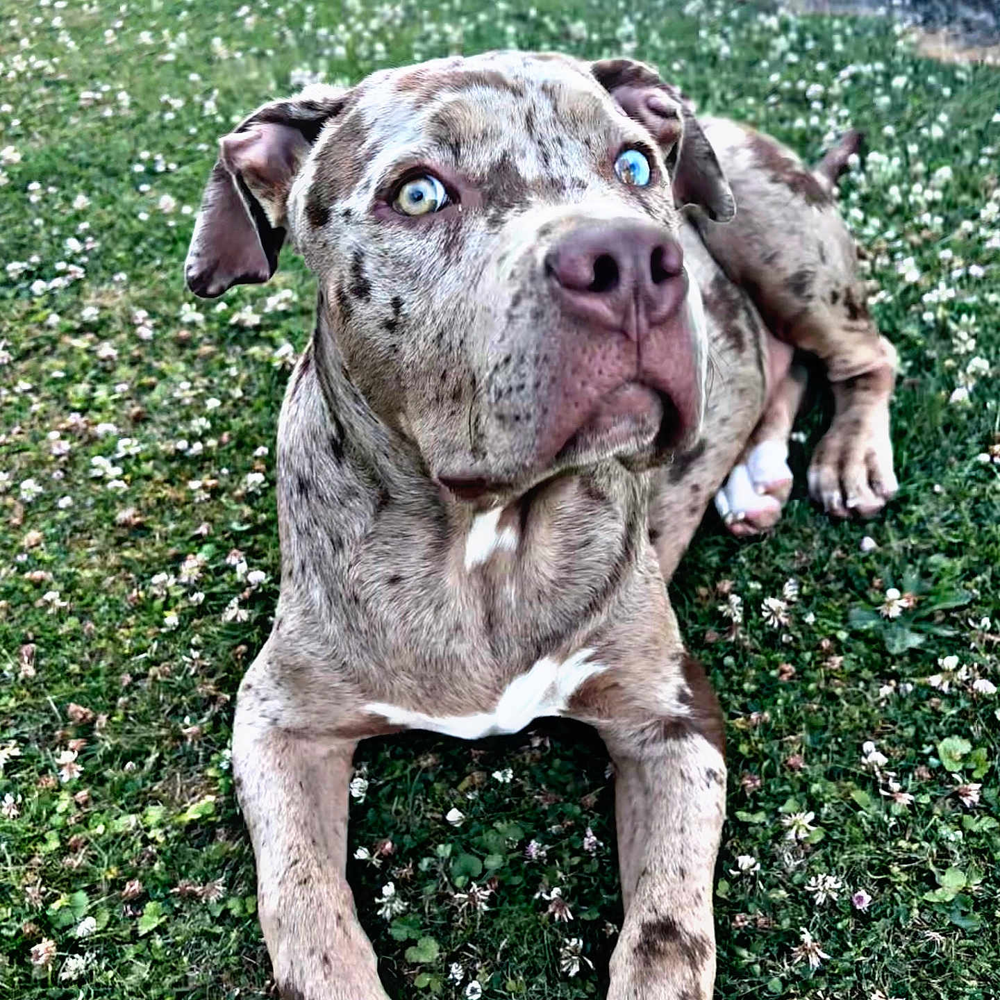 Drogo