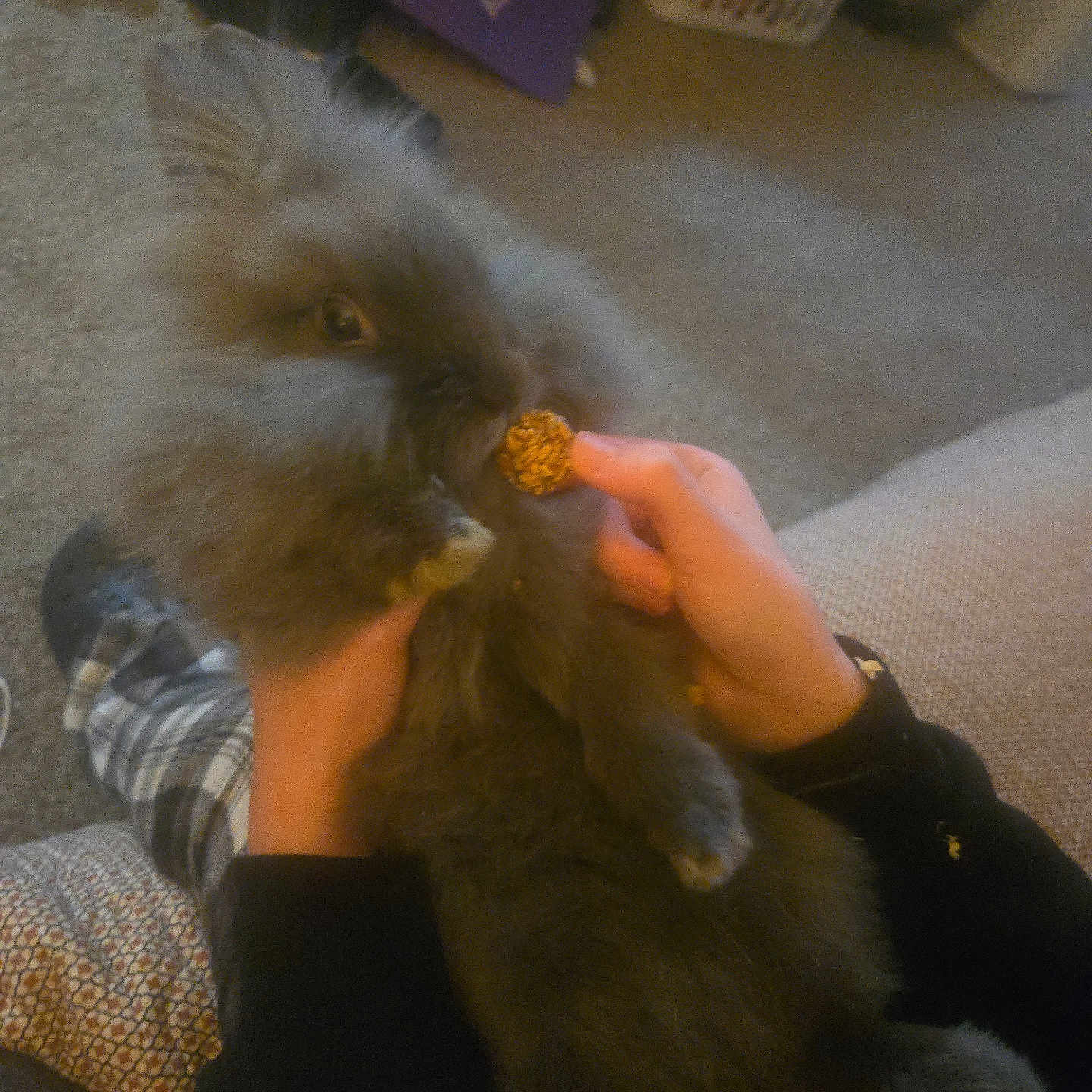 Oliver is registered to the contest to win money with this photo: animal, black_sleeves, bunny, carpet, cozy, cute, fluffy, gray_fur, hands, holding, home, indoor, laundry_basket, nibbling, pet, plaid_pants, rabbit, relaxed, soft_fur, treat