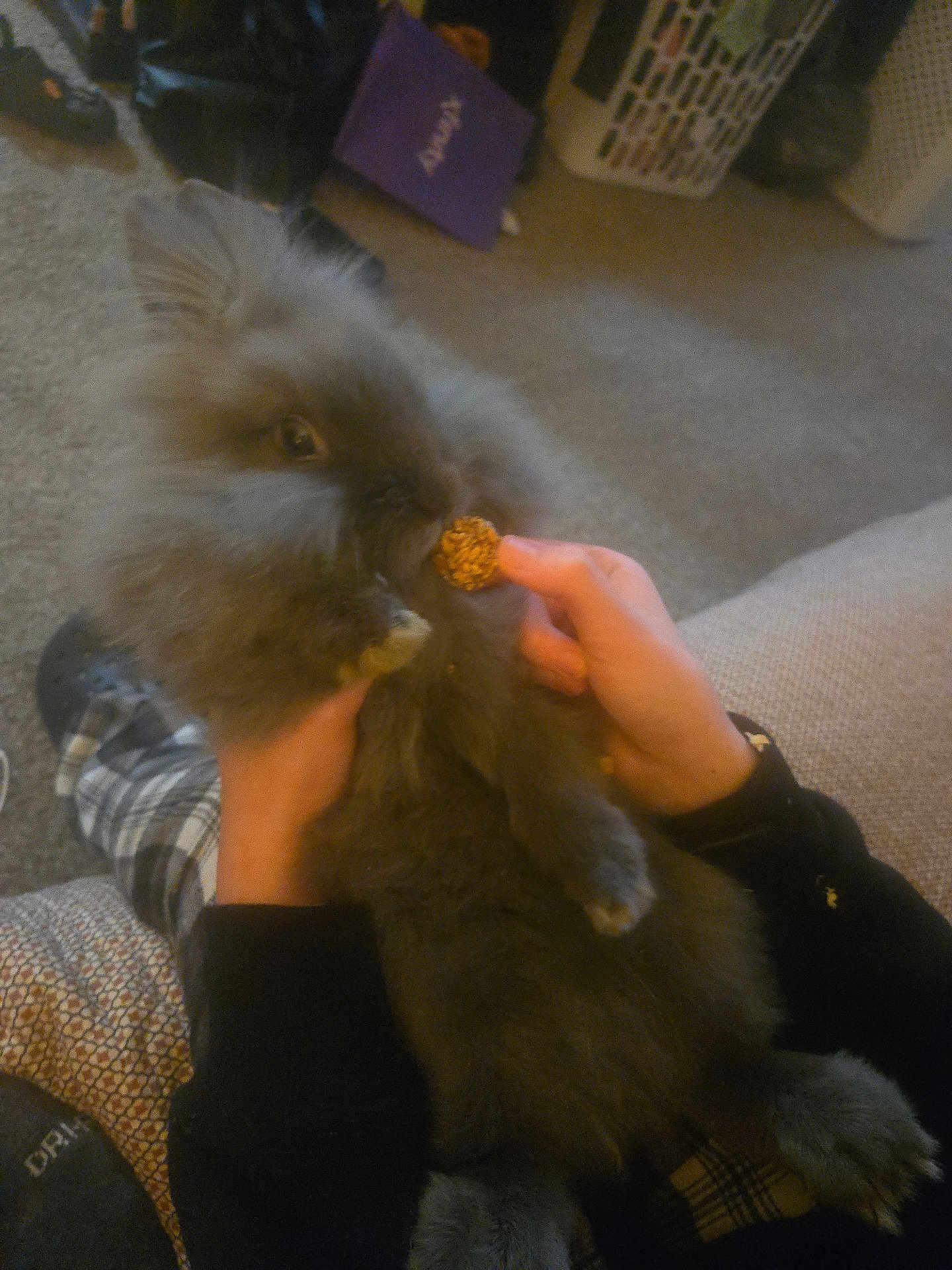 Oliver is registered to the contest to win money with this photo: bunny, rabbit, pet, fluffy, gray_fur, hands, indoor, carpet, treat, nibbling, plaid_pants, black_sleeves, cozy, home, laundry_basket, soft_fur, animal, cute, holding, relaxed