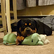 Knut joined the competition — help win amazing prizes! dog, rottweiler, stuffed_toy, carpet, indoor, chewed_toy, pet, animal, black_and_brown, playful, lying_down, curtains, chair, home, relaxed, paws, toy_stuffing, floor, resting, canine