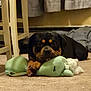 dog, rottweiler, stuffed_toy, carpet, indoor, chewed_toy, pet, animal, black_and_brown, playful, lying_down, curtains, chair, home, relaxed, paws, toy_stuffing, floor, resting, canine