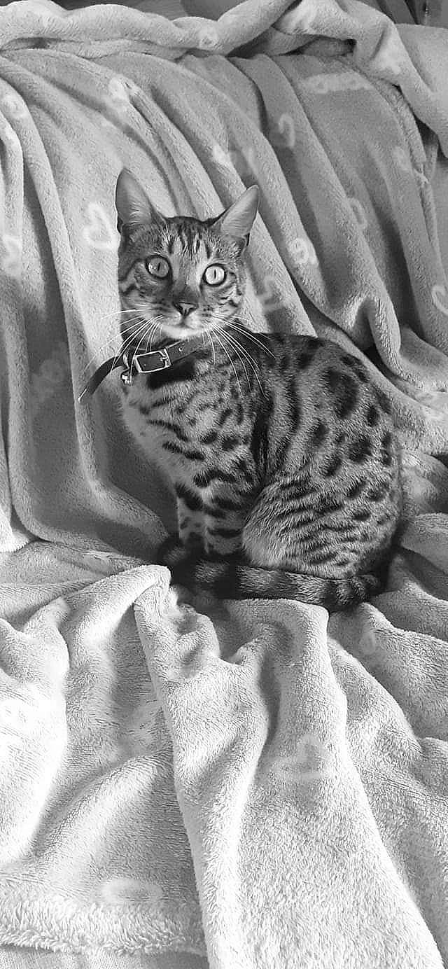 Ruby a rejoint le concours — aidez-le/la à gagner de superbes lots ! carnivore, cat, claw, comfort, domestic_short_haired_cat, felidae, fur, grey, linens, monochrome, monochrome_photography, pattern, small_to_medium_sized_cats, snout, terrestrial_animal, whiskers, wildlife