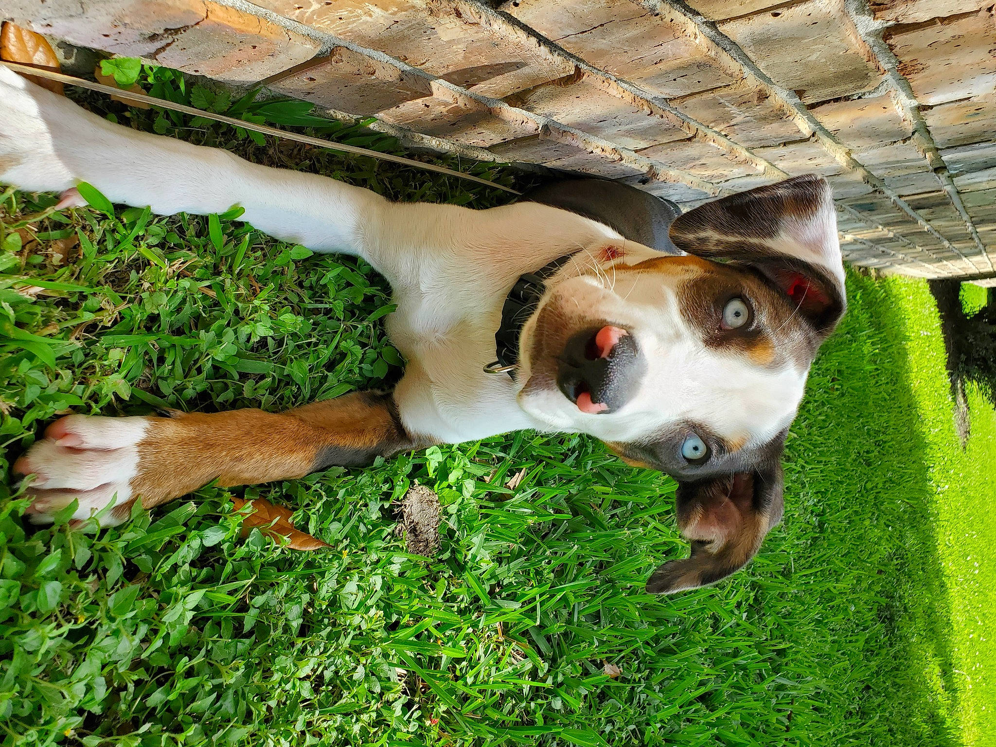 Choctaw joined the competition — help win amazing prizes! canidae, carnivore, collar, companion_dog, dog, dog_breed, dog_collar, fawn, grass, groundcover, guard_dog, non_sporting_group, plant, snout, sporting_group, tail, whiskers, wood, working_animal, working_dog