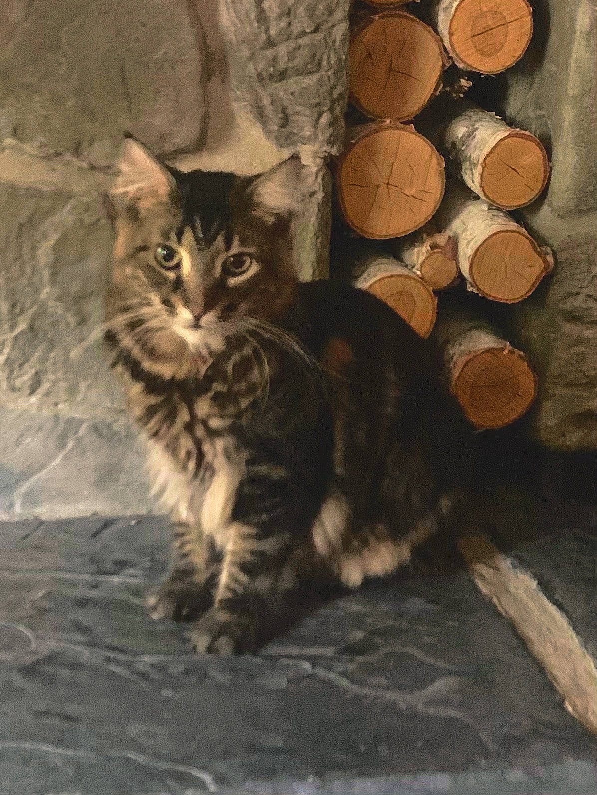 Frankenstein is registered to the contest to win money with this photo: carnivore, cat, claw, darkness, domestic_short_haired_cat, felidae, fur, hardwood, logging, lumber, paw, small_to_medium_sized_cats, snout, tail, terrestrial_animal, trunk, whiskers, wildlife, window, wood