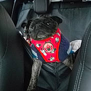 Princess Piglet is registered to the contest to win money with this photo: dog, pet, car_interior, seat, clothing, red, blue, mickey_mouse, animal, small_dog, two_dogs, leather_seat, backseat, vehicle, furry, canine, window, headrest, indoors, blur