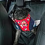 dog, pet, car_interior, seat, clothing, red, blue, mickey_mouse, animal, small_dog, two_dogs, leather_seat, backseat, vehicle, furry, canine, window, headrest, indoors, blur