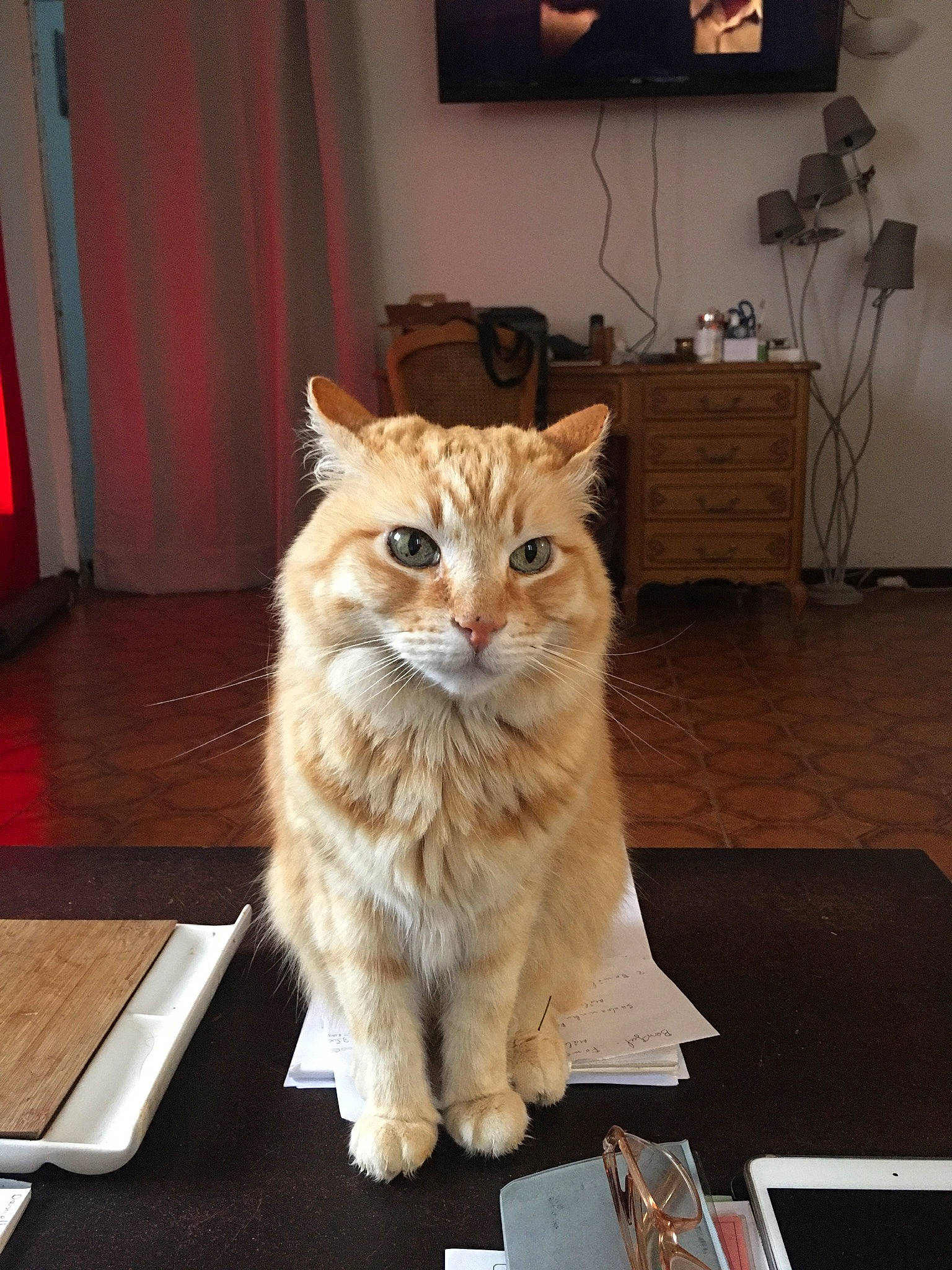 Pouca participe au concours pour gagner de l'argent avec cette photo : american_curl, asian, asian_semi_longhair, british_semi_longhair, carnivore, cat, cymric, domestic_long_haired_cat, domestic_short_haired_cat, european_shorthair, eye, fawn, felidae, kurilian_bobtail, mammal, norwegian_forest_cat, siberian, small_to_medium_sized_cats, vertebrate, whiskers