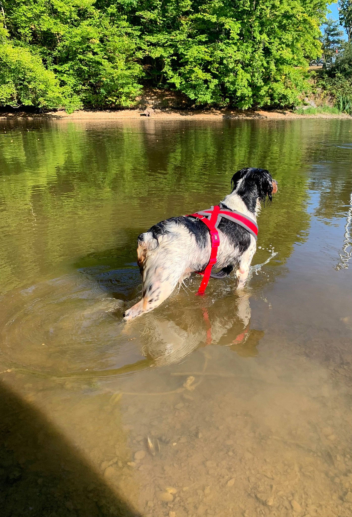 Nola participe au concours pour gagner de l'argent avec cette photo : body_of_water, carnivore, collar, companion_dog, dog, dog_breed, dog_collar, grass, lake, leash, leisure, pet_supply, plant, recreation, reservoir, sporting_group, tree, water, watercourse, working_animal