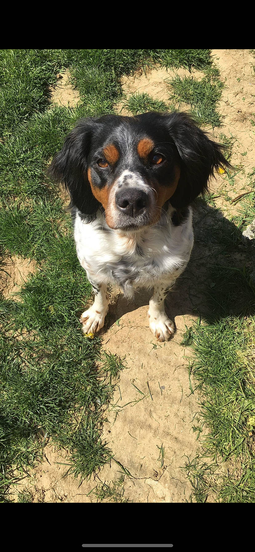 Nola participe au concours pour gagner de l'argent avec cette photo : bernese_mountain_dog, bored, canidae, carnivore, companion_dog, dog, dog_breed, grass, hunting_dog, king_charles_spaniel, soil, sporting_group, terrestrial_animal, working_dog