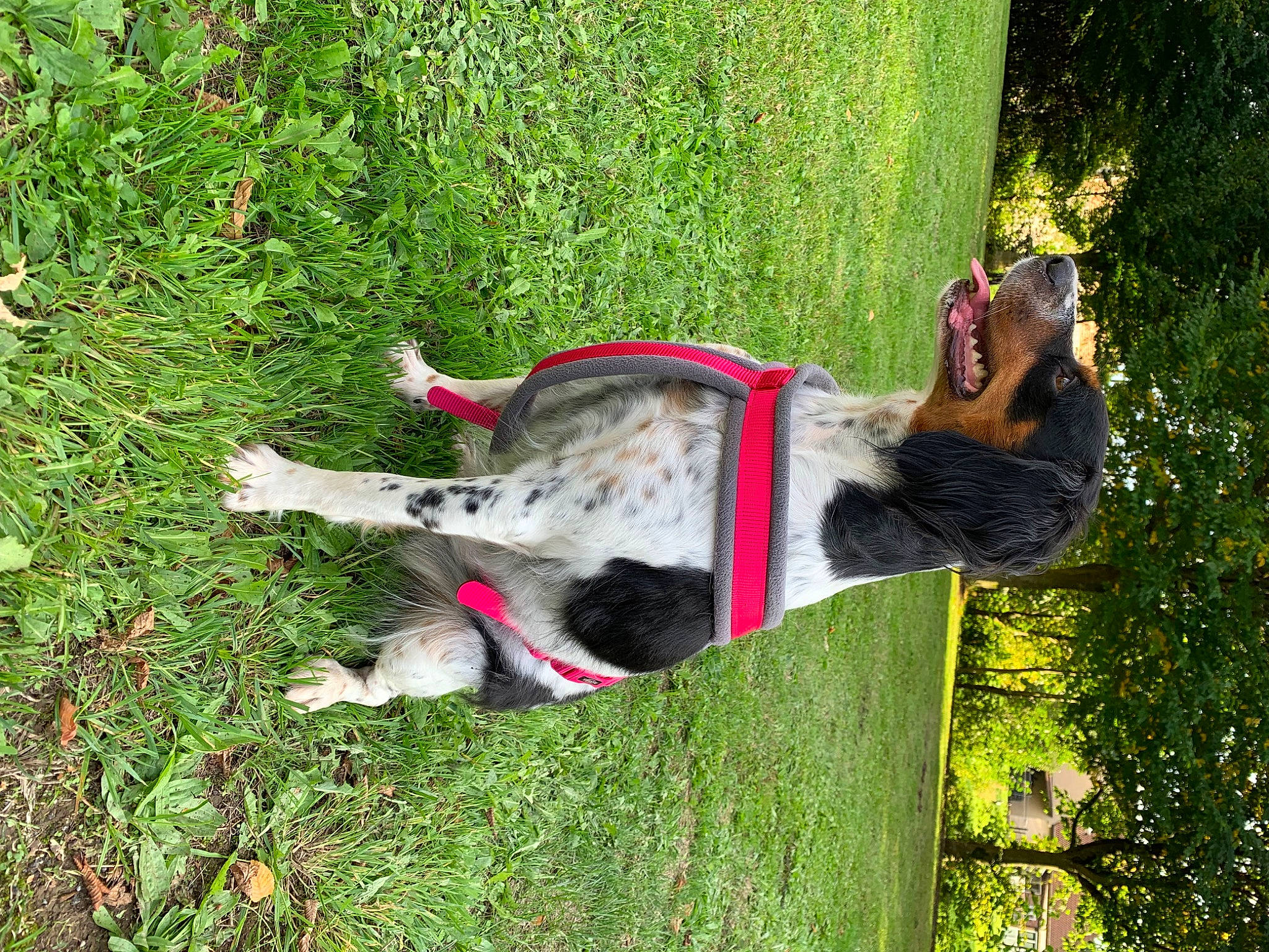 Nola participe au concours pour gagner de l'argent avec cette photo : canidae, carnivore, collar, companion_dog, dog, dog_breed, dog_collar, dog_supply, fawn, grass, groundcover, leash, old_german_shepherd_dog, pet_supply, plant, sporting_group, tail, tree, trunk, working_animal