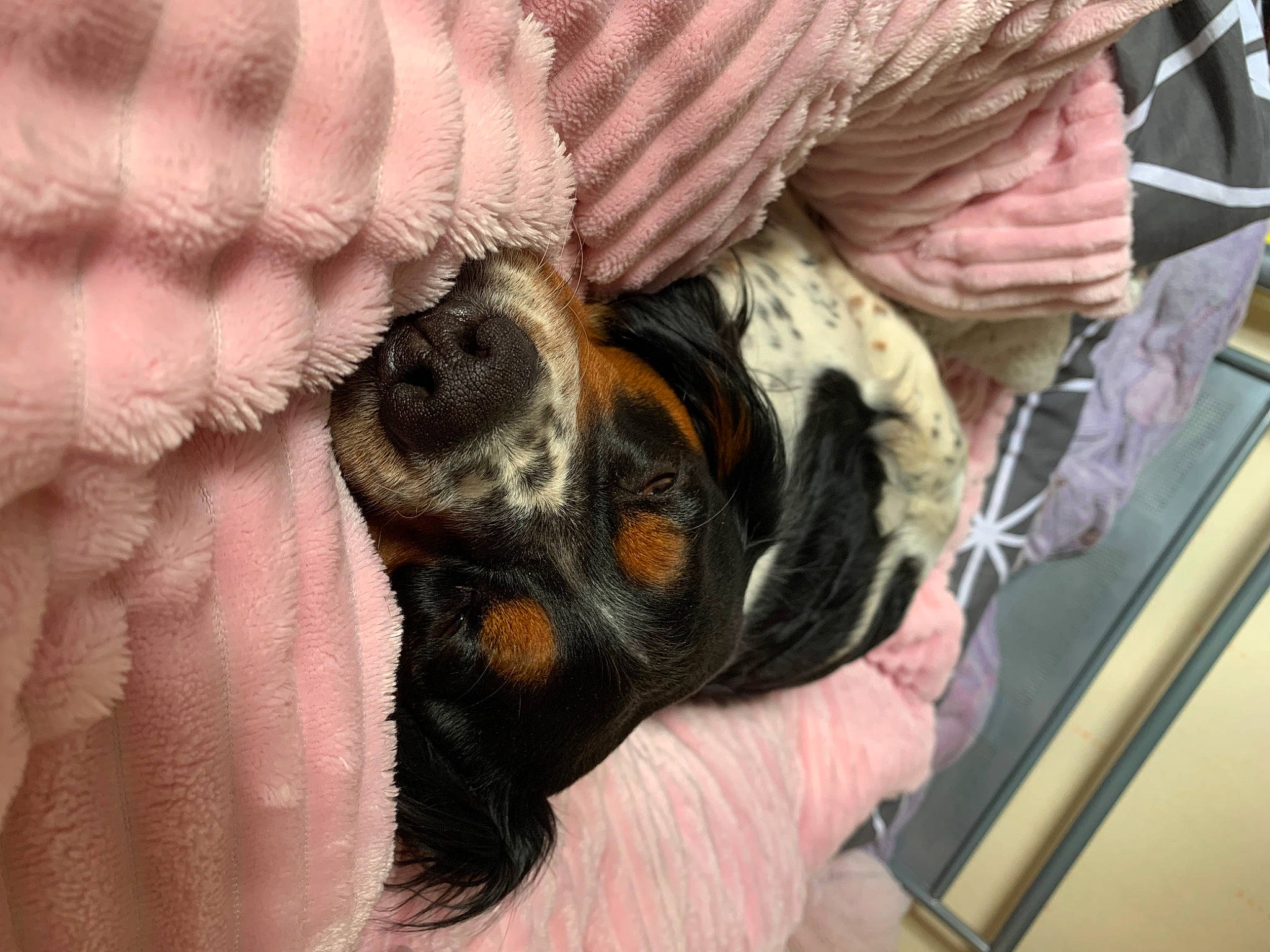 Nola a rejoint le concours — aidez-le/la à gagner de superbes lots ! claw, comfort, companion_dog, dog, dog_breed, fawn, fiber, finger, fur, liver, nail, pattern, paw, terrestrial_animal, thread, thumb, toy_dog, whiskers, wool, woolen