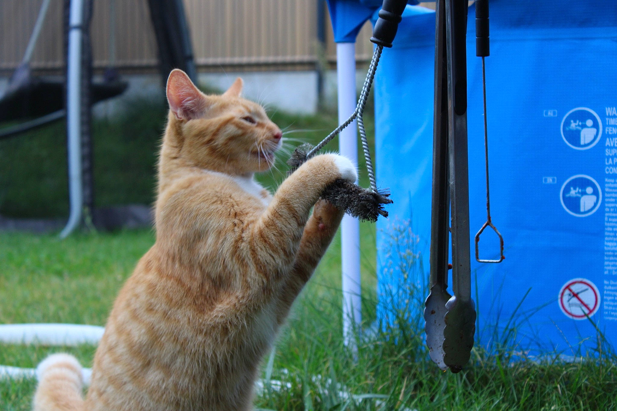 Junior participe au concours pour gagner de l'argent avec cette photo : carnivore, cat, claw, domestic_short_haired_cat, electric_blue, fawn, felidae, fur, grass, plant, small_to_medium_sized_cats, snout, tail, terrestrial_animal, tire, vehicle_door, vertebrate, whiskers, wildlife, window
