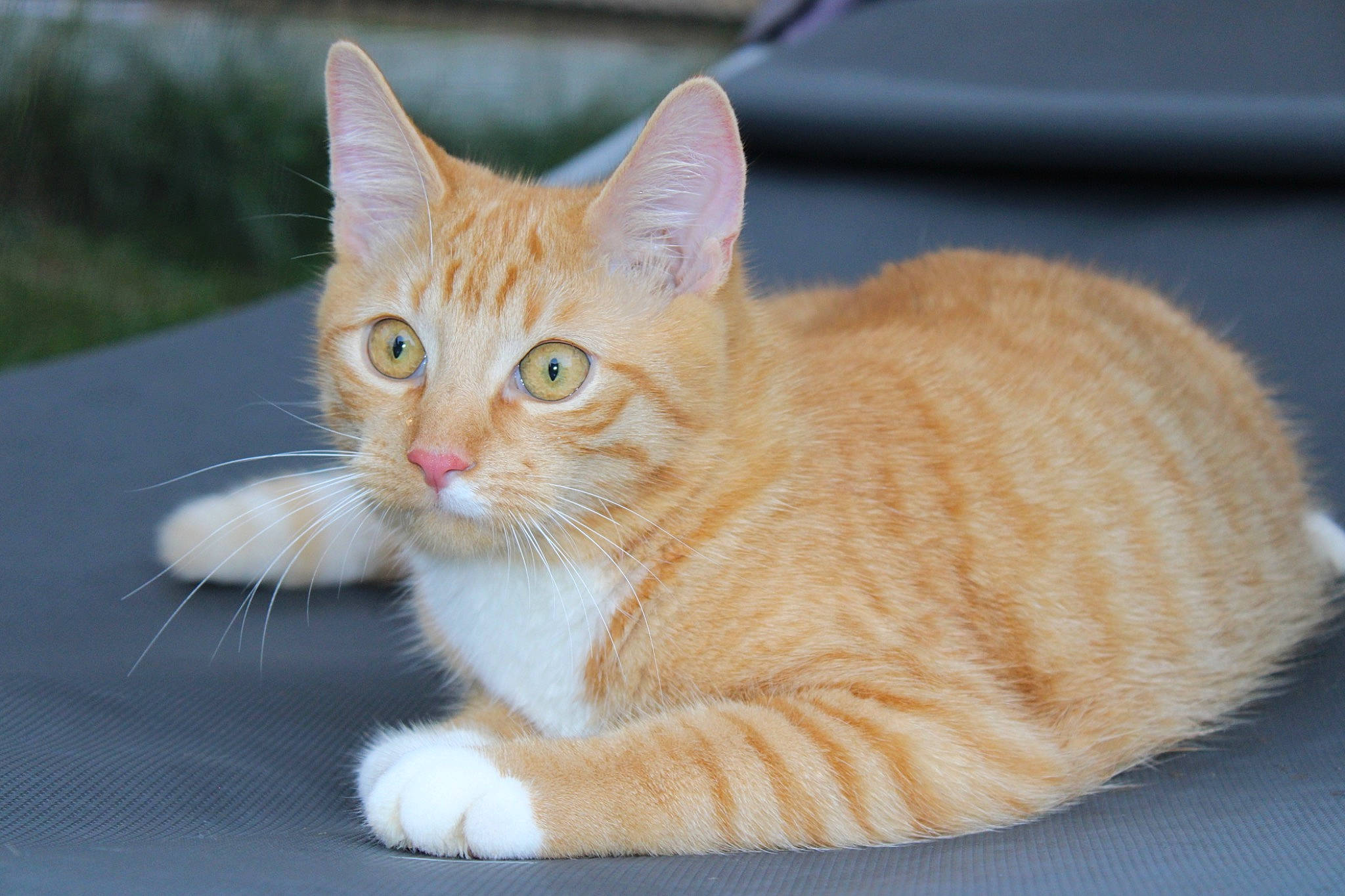 Junior participe au concours pour gagner de l'argent avec cette photo : art, carnivore, cat, claw, domestic_short_haired_cat, eye, fawn, felidae, fur, paw, sitting, small_to_medium_sized_cats, snout, tail, terrestrial_animal, whiskers, wood