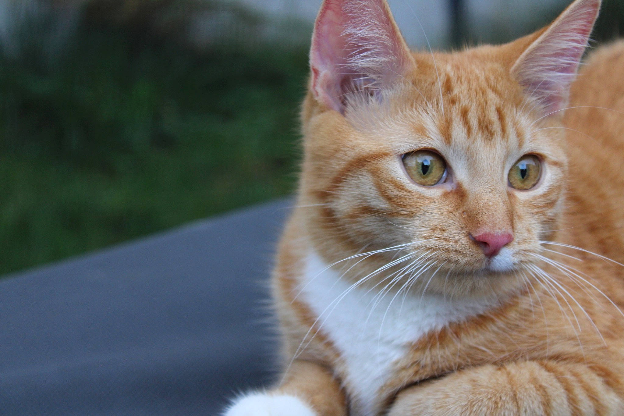 Junior participe au concours pour gagner de l'argent avec cette photo : art, carnivore, cat, domestic_short_haired_cat, fang, fawn, felidae, fur, grass, paw, peach, plant, small_to_medium_sized_cats, snout, tail, terrestrial_animal, whiskers, wildlife, window, wood