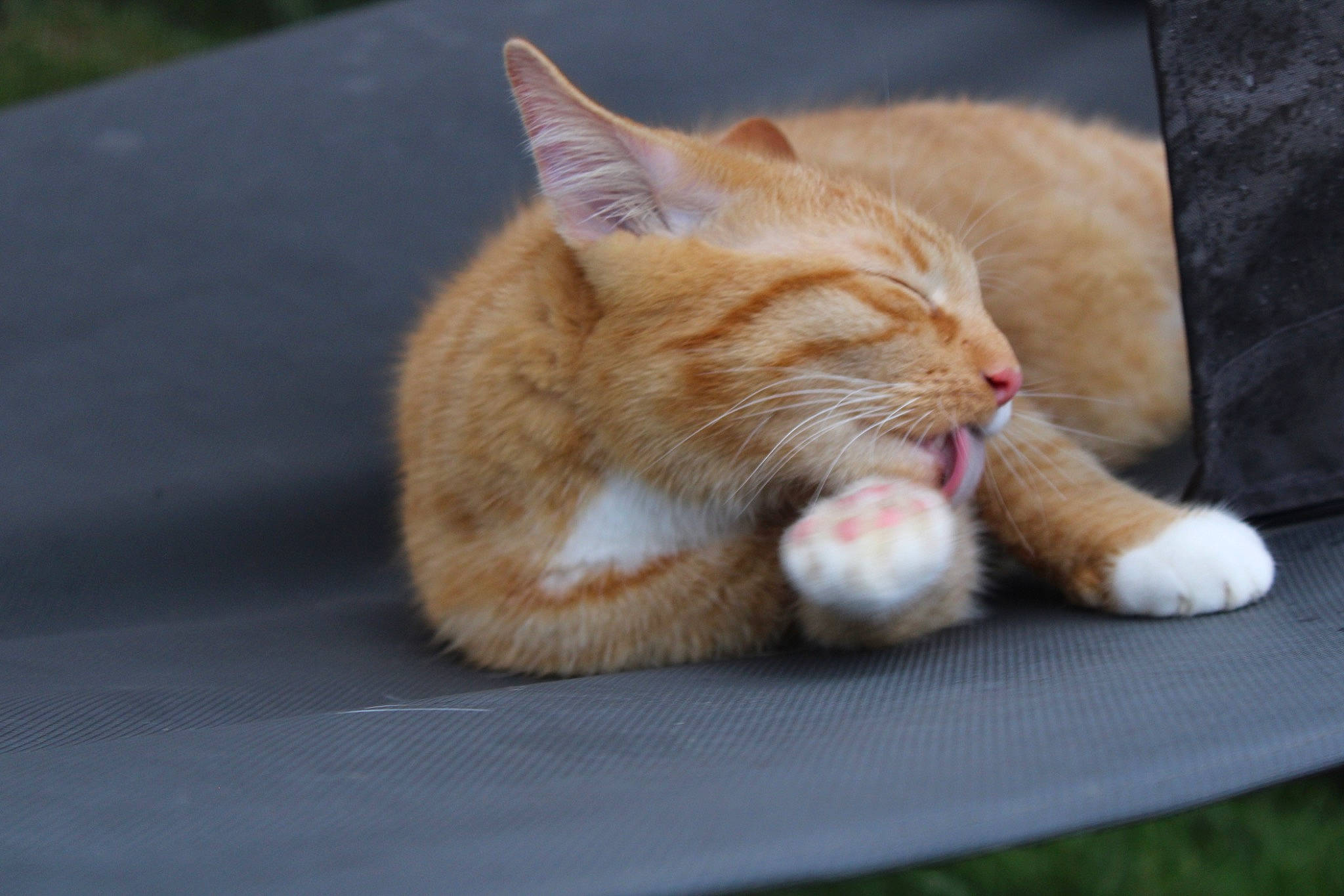 Junior a rejoint le concours — aidez-le/la à gagner de superbes lots ! carnivore, cat, claw, comfort, domestic_short_haired_cat, eye, fawn, felidae, foot, fur, grass, human_leg, paw, road_surface, small_to_medium_sized_cats, snout, tail, whiskers, window, wood