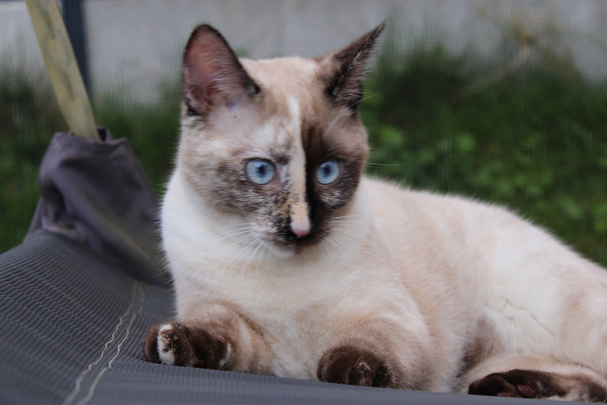 Moon participe au concours pour gagner de l'argent avec cette photo : carnivore, cat, domestic_short_haired_cat, fawn, felidae, fur, mesh, siamese, small_to_medium_sized_cats, snout, terrestrial_animal, thai, whiskers, wildlife