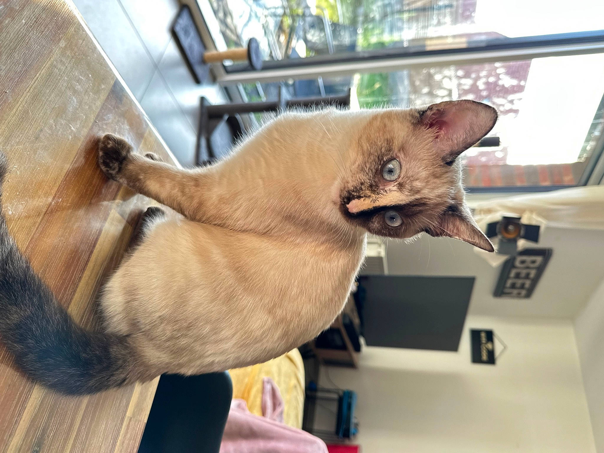 Moon participe au concours pour gagner de l'argent avec cette photo : canidae, carnivore, cat, collar, comfort, dog_breed, domestic_short_haired_cat, fawn, felidae, fur, gesture, liver, mammal, small_to_medium_sized_cats, sporting_group, tail, thai, tonkinese, whiskers, wood