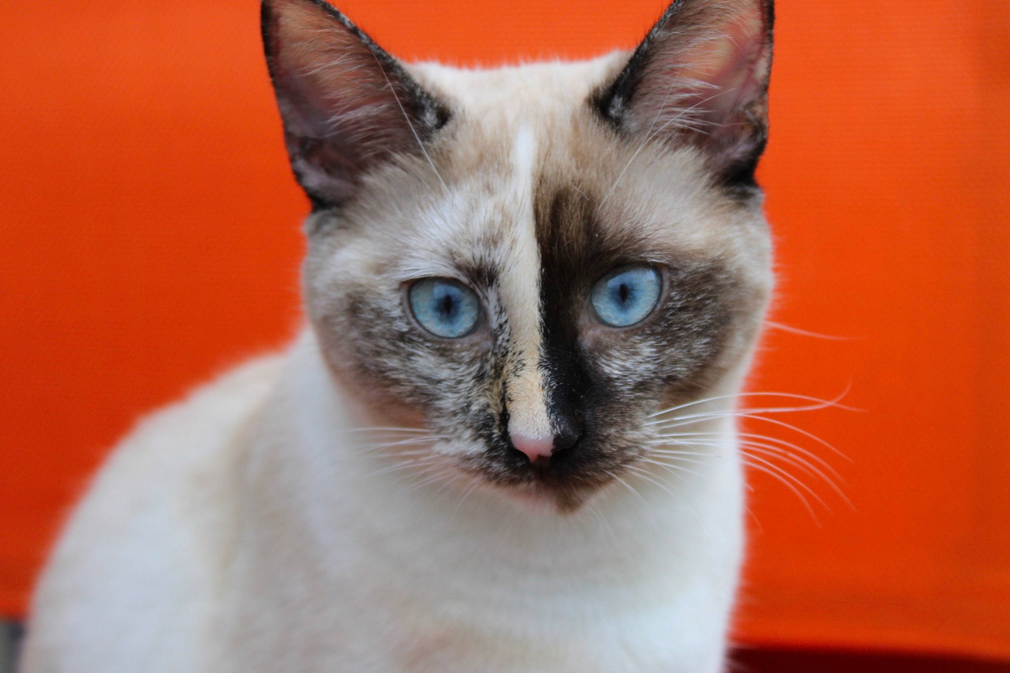 Moon a rejoint le concours — aidez-le/la à gagner de superbes lots ! balinese, carnivore, cat, close_up, electric_blue, eyelash, felidae, fur, iris, no_expression, siamese, small_to_medium_sized_cats, snout, terrestrial_animal, thai, tonkinese, whiskers