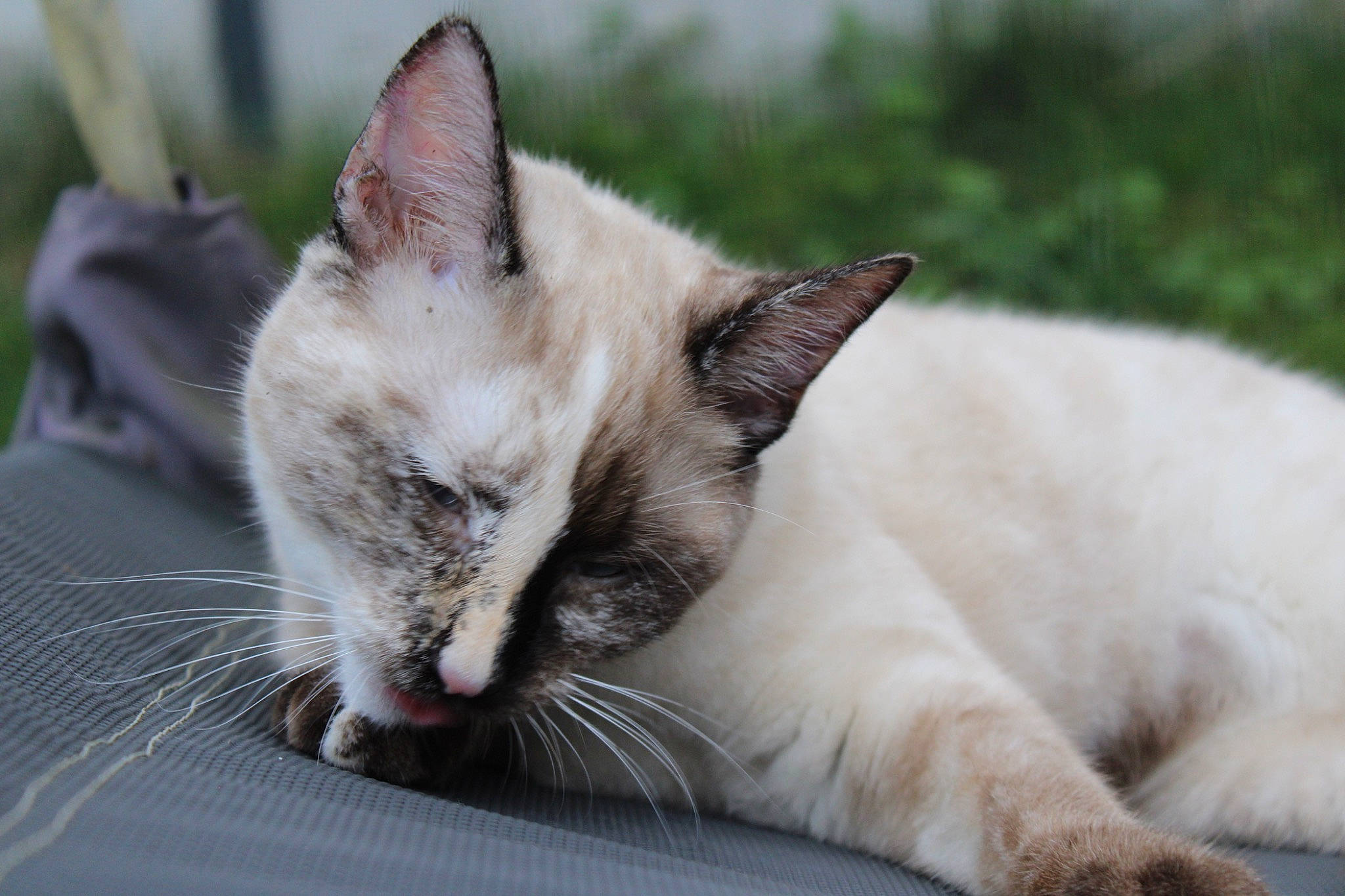 Moon a rejoint le concours — aidez-le/la à gagner de superbes lots ! carnivore, cat, cat_supply, claw, comfort, domestic_short_haired_cat, fang, fawn, felidae, fur, paw, small_to_medium_sized_cats, snout, tail, terrestrial_animal, whiskers, wildlife