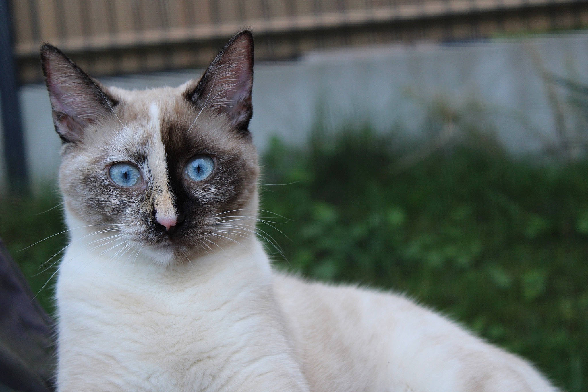 Moon a rejoint le concours — aidez-le/la à gagner de superbes lots ! carnivore, cat, domestic_short_haired_cat, felidae, fur, grass, siamese, small_to_medium_sized_cats, snout, terrestrial_animal, whiskers, wildlife