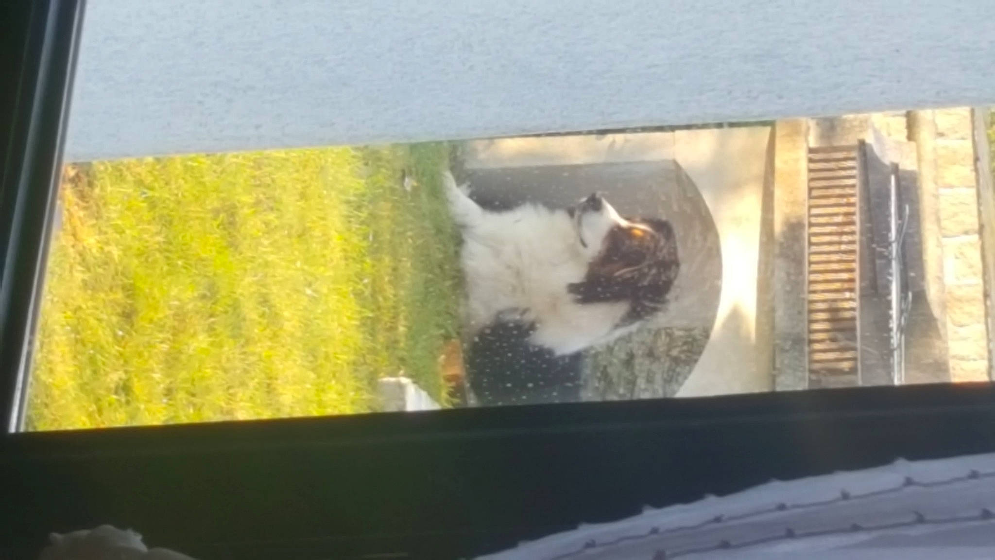 Lorcky participe au concours pour gagner de l'argent avec cette photo : carnivore, cat, domestic_short_haired_cat, fawn, felidae, kitten, polydactyl_cat, small_to_medium_sized_cats, whiskers, window