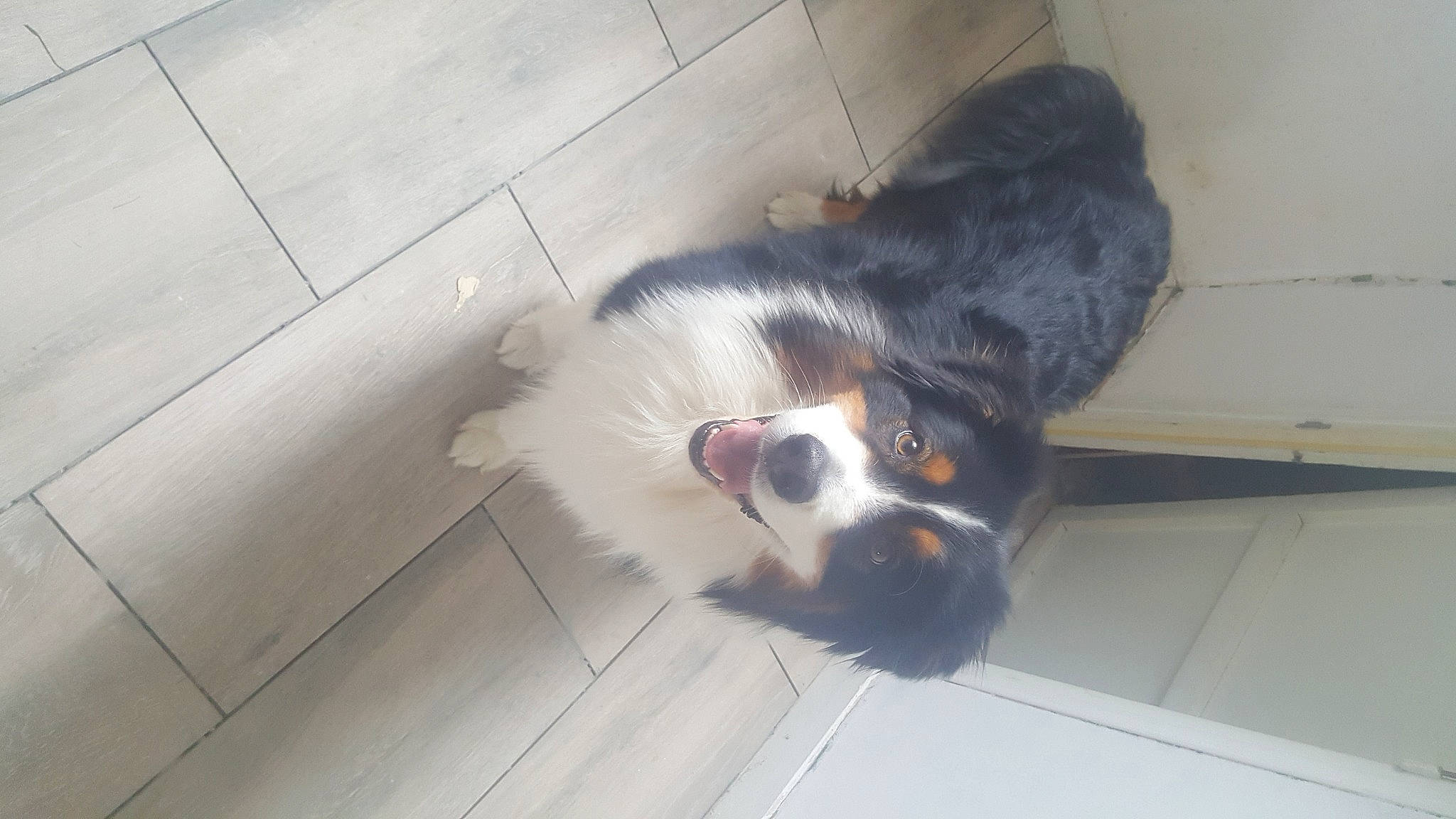 Lorcky a rejoint le concours — aidez-le/la à gagner de superbes lots ! bernese_mountain_dog, border_collie, canidae, carnivore, companion_dog, dog, dog_breed, entlebucher_mountain_dog, greater_swiss_mountain_dog, mammal, snout, tail, vertebrate, working_dog