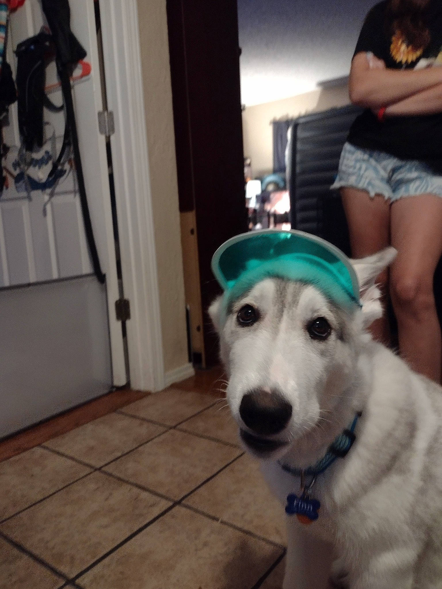 Fenrir joined the competition — help win amazing prizes! canidae, carnivore, chair, companion_dog, dog, dog_breed, door, fashion_accessory, flooring, fur, guard_dog, happy, non_sporting_group, shorts, smile, snout, sporting_group, t_shirt, working_animal, working_dog