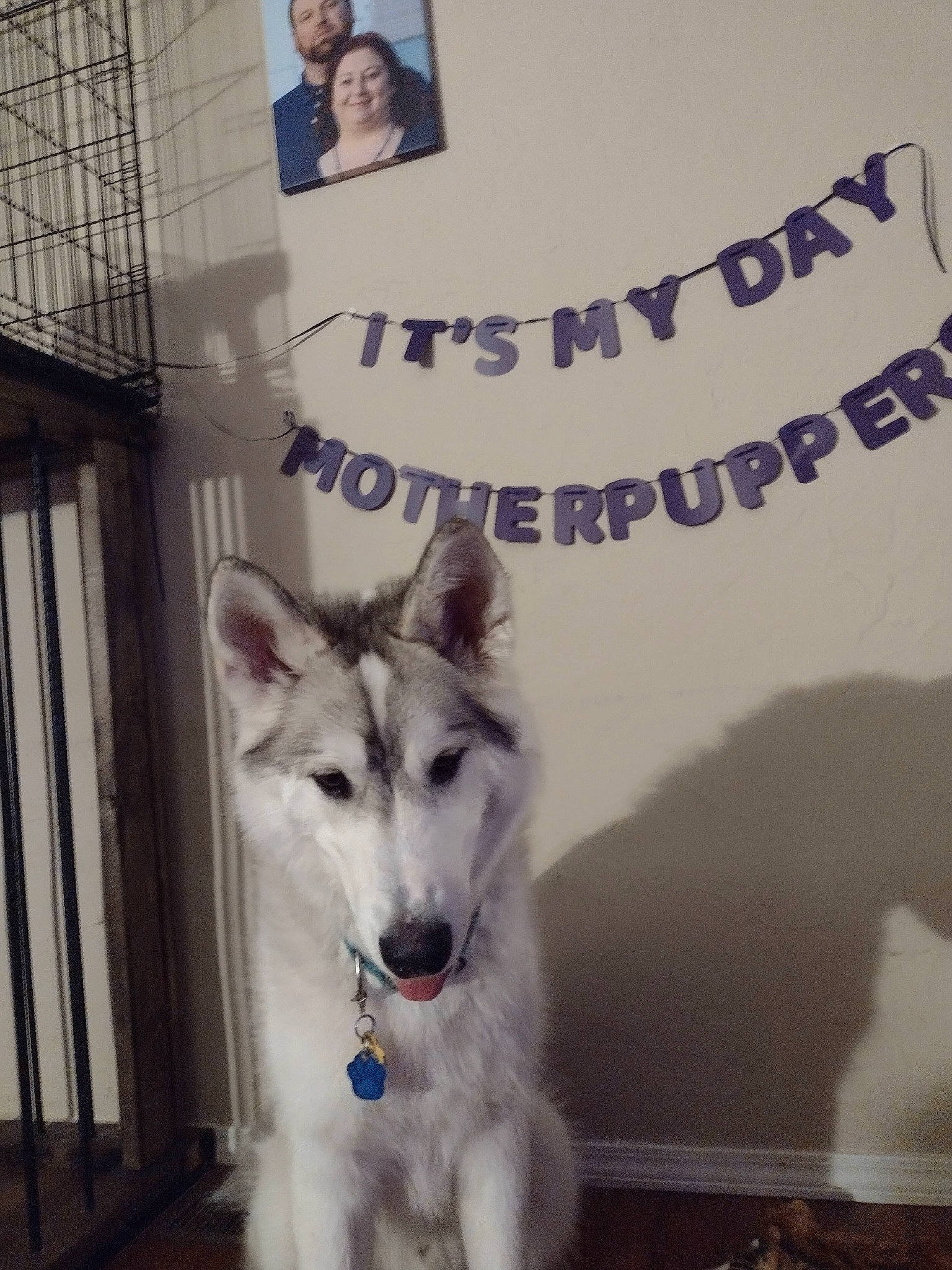 Fenrir is registered to the contest to win money with this photo: ancient_dog_breeds, canidae, canis, carnivore, collar, companion_dog, dog, dog_breed, font, fur, happy, non_sporting_group, pet_supply, poster, sled_dog, snout, sporting_group, terrestrial_animal, working_animal, working_dog