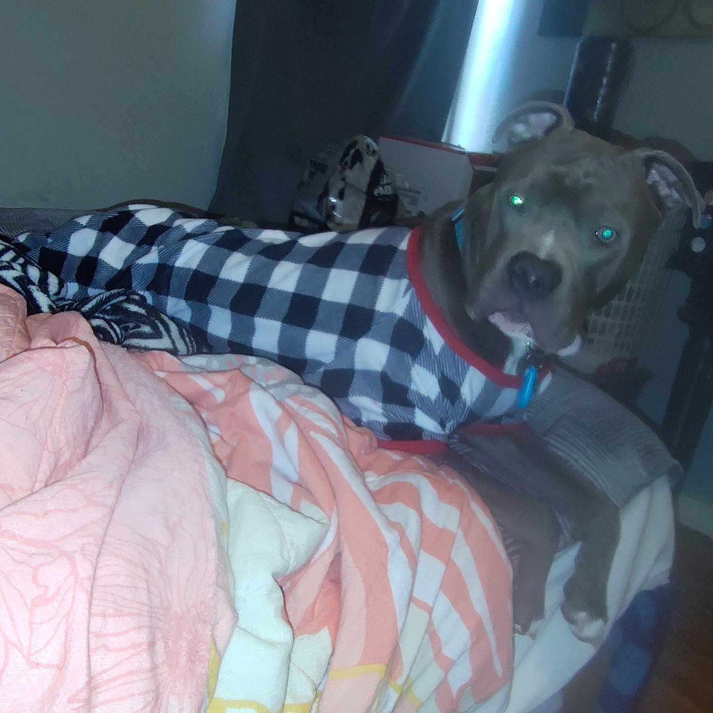 Burt joined the competition — help win amazing prizes! animal, bed, bedroom, blanket, bulldog, canine, couch, cushion, dog, face, furniture, homedecor, hound, indoors, interiordesign, linen, pet, puppy, quilt, room