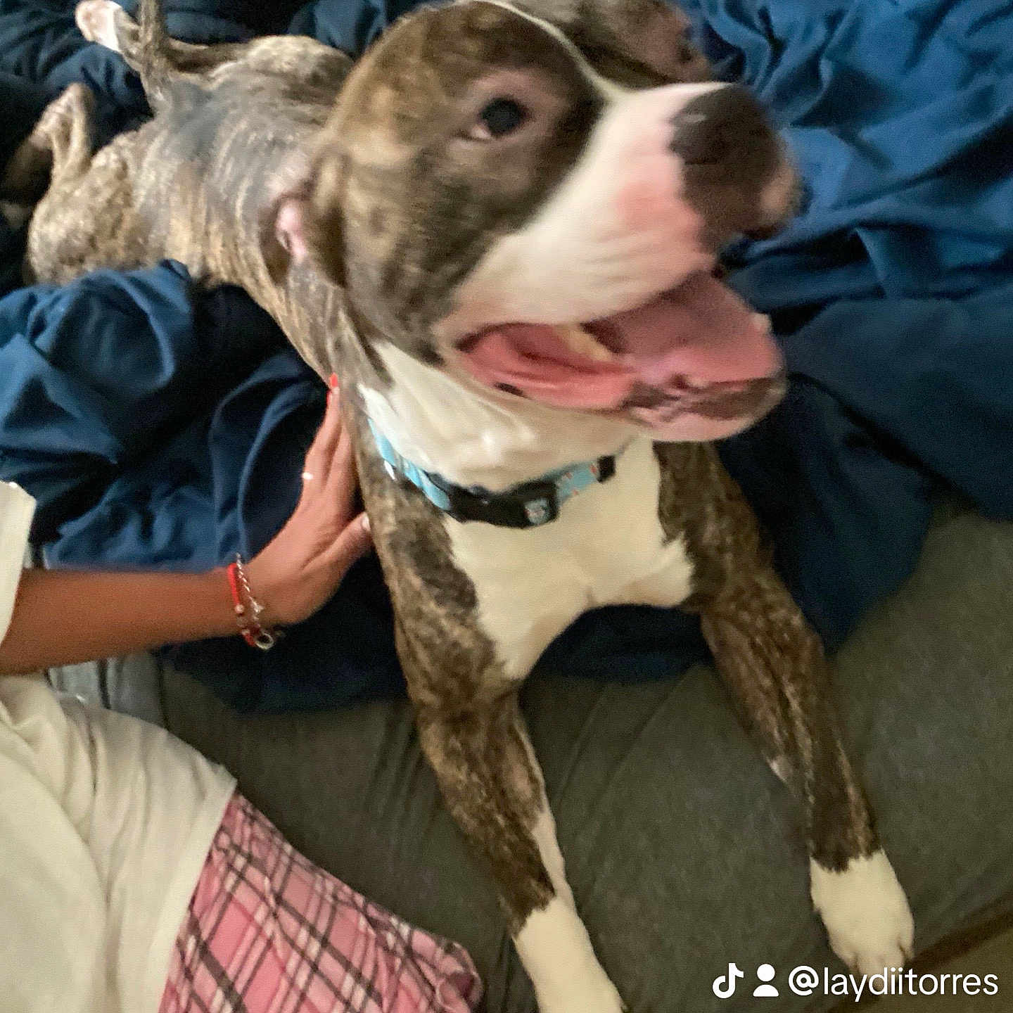 Kingroyal joined the competition — help win amazing prizes! animal, boxer, bulldog, canine, clothing, couch, cushion, dog, female, frenchbulldog, furniture, girl, homedecor, hound, pants, person, pet, pitbull, puppy, teen