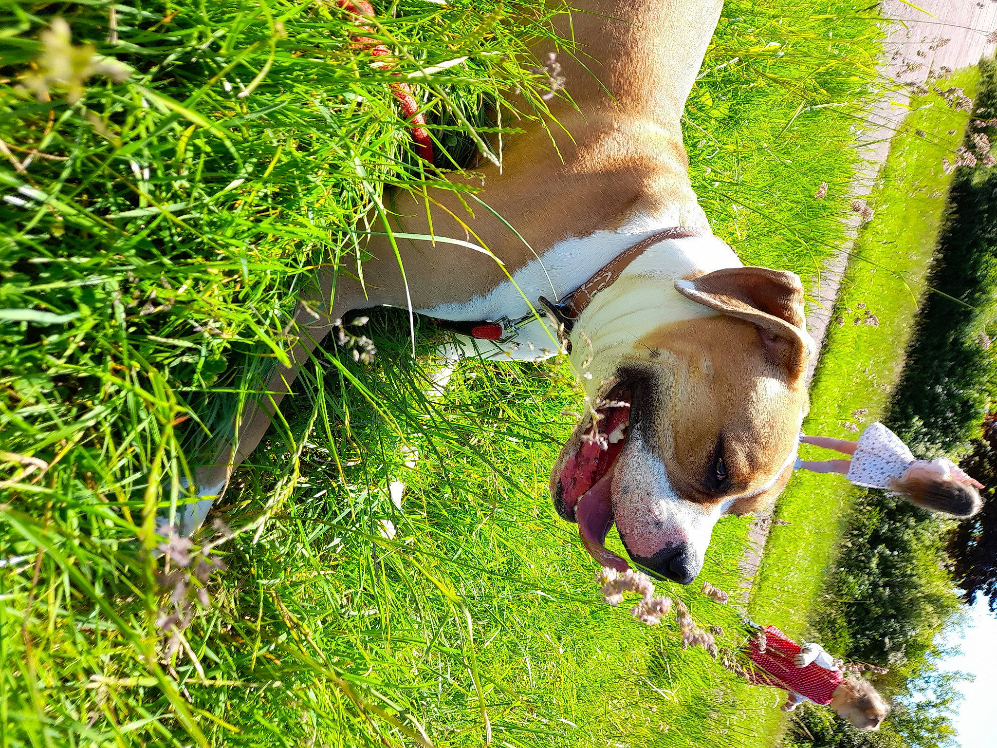 Syra participe au concours pour gagner de l'argent avec cette photo : canidae, carnivore, companion_dog, dog, dog_breed, fawn, grass, grass_family, grassland, groundcover, human_leg, pasture, people_in_nature, plant, snout, sporting_group, tail, terrestrial_animal, tree, working_animal
