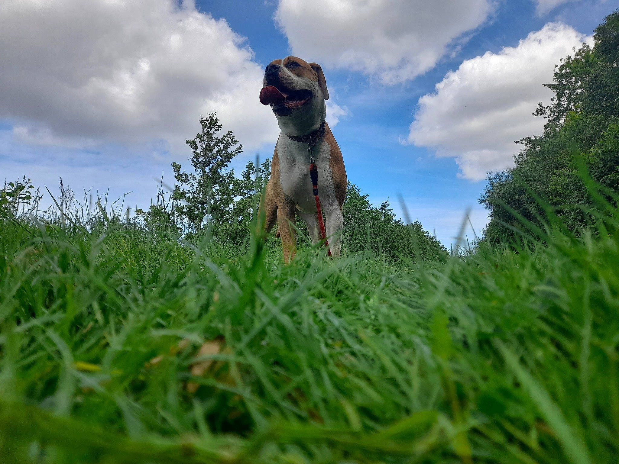 Syra participe au concours pour gagner de l'argent avec cette photo : canidae, carnivore, cloud, companion_dog, cumulus, dog, dog_breed, fawn, grass, grassland, landscape, lawn, meadow, pasture, people_in_nature, plant, prairie, sky, tree, working_animal